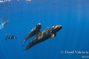 These are false killer whales that frequent isla san bene... by David Valencia 